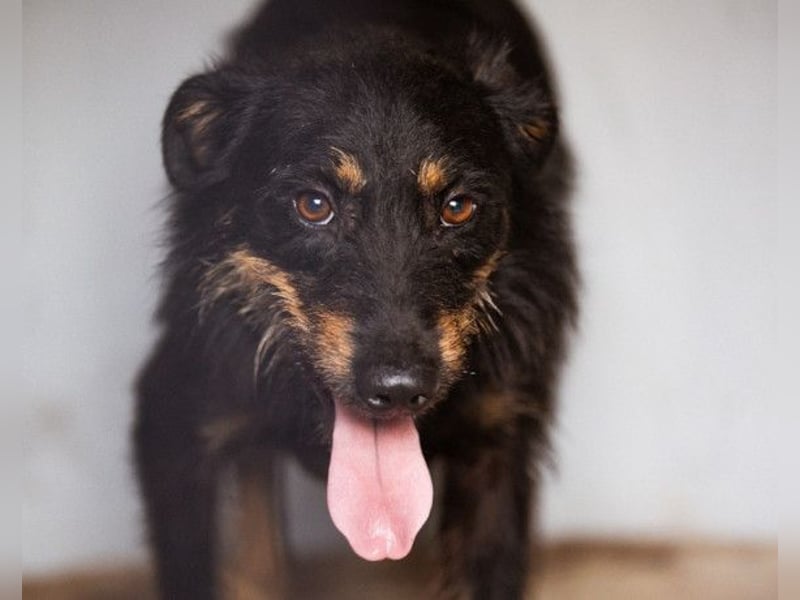 Terrier-Mix Maylo ❤️ sucht viel Liebe + Geborgenheit