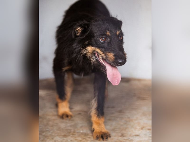 Terrier-Mix Maylo ❤️ sucht viel Liebe + Geborgenheit