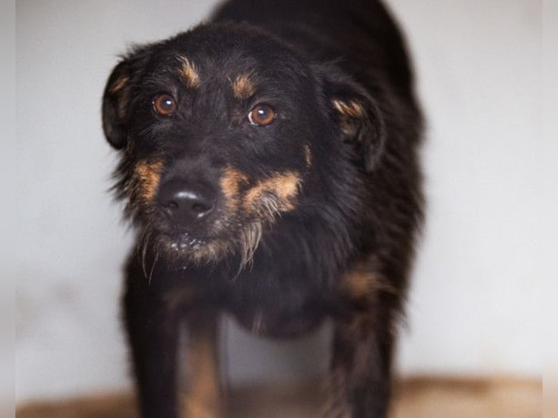 Terrier-Mix Maylo ❤️ sucht viel Liebe + Geborgenheit