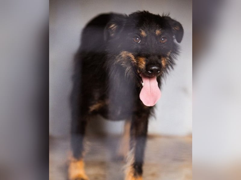 Terrier-Mix Maylo ❤️ sucht viel Liebe + Geborgenheit
