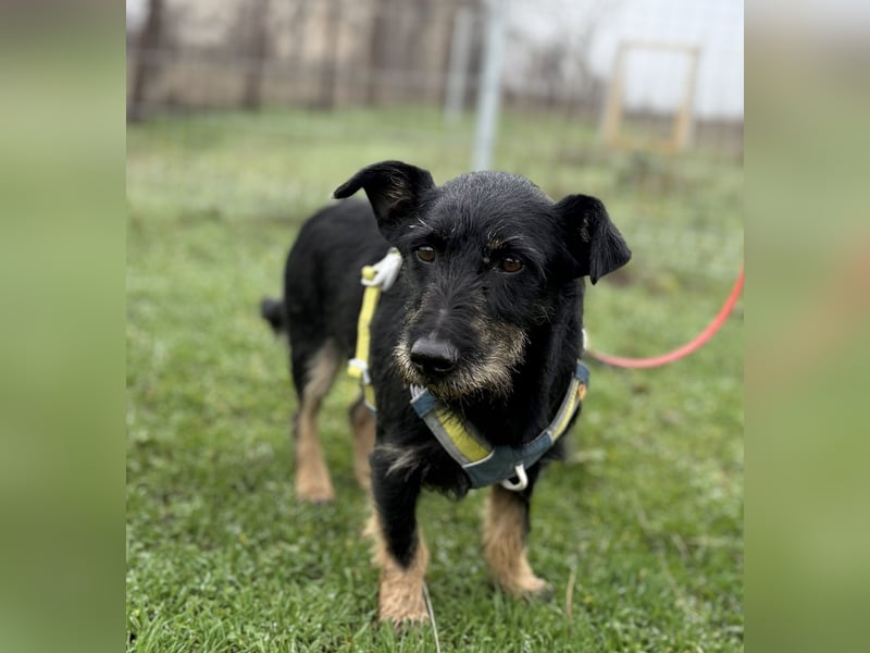 Buddy sucht seine Herzensmenschen