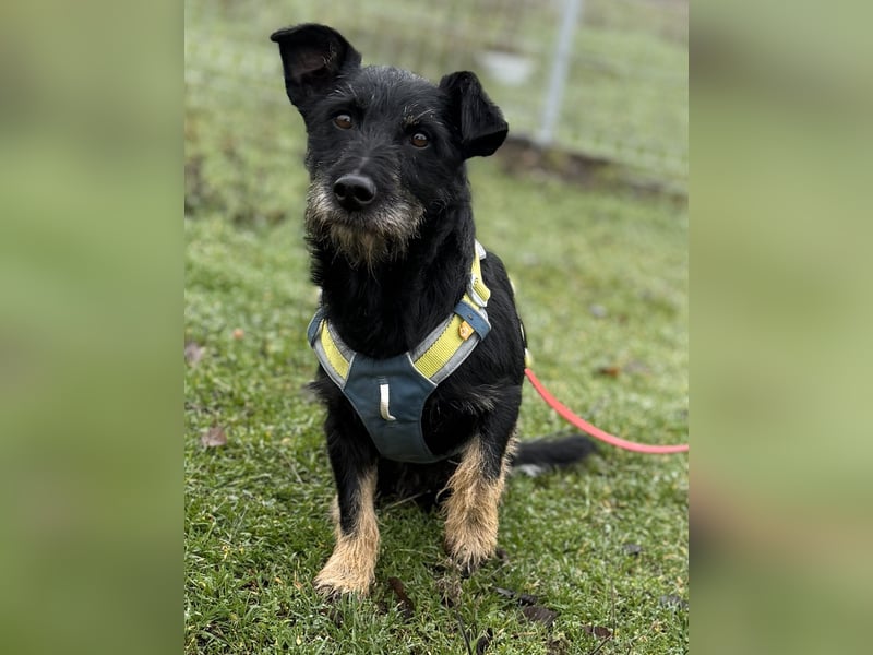 Buddy sucht seine Herzensmenschen