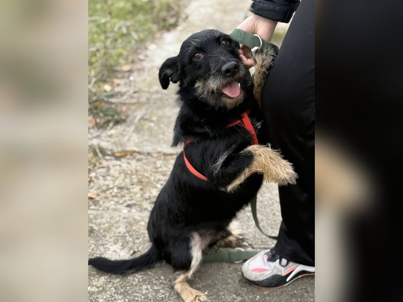 Buddy sucht seine Herzensmenschen