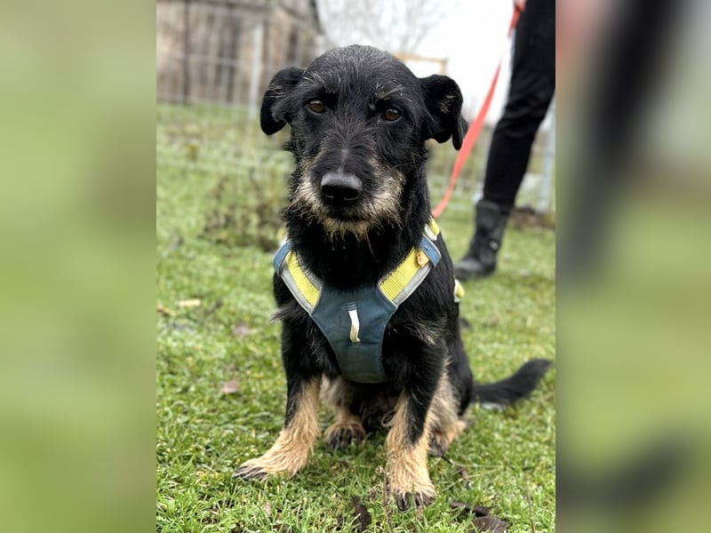 Buddy sucht seine Herzensmenschen