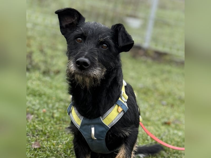 Buddy sucht seine Herzensmenschen