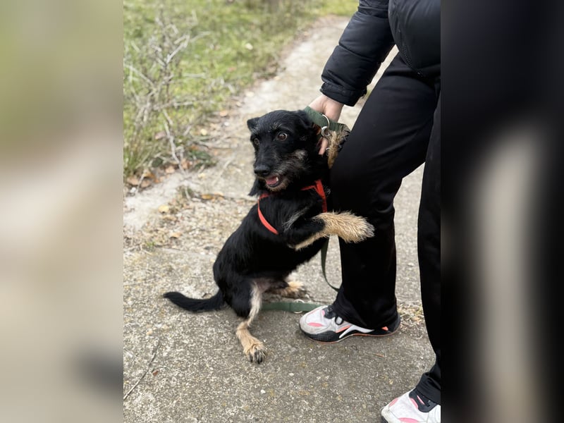 Buddy sucht seine Herzensmenschen