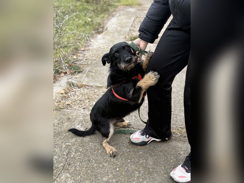 Buddy sucht seine Herzensmenschen