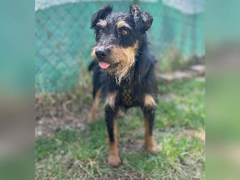 kleine Terrier-Hündin KARMEN - 2 Jahre, 39cm/9kg