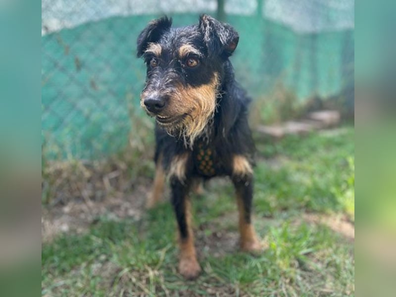 kleine Terrier-Hündin KARMEN - 2 Jahre, 39cm/9kg