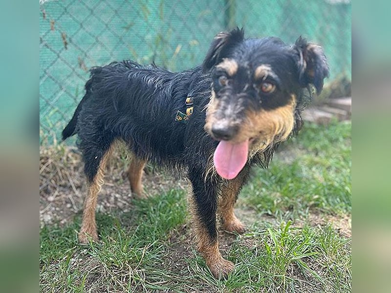 kleine Terrier-Hündin KARMEN - 2 Jahre, 39cm/9kg