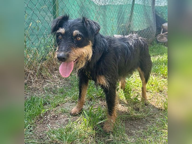 kleine Terrier-Hündin KARMEN - 2 Jahre, 39cm/9kg