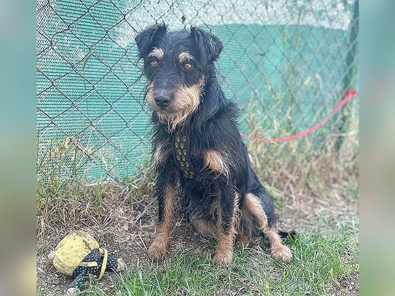 kleine Terrier-Hündin KARMEN - 2 Jahre, 39cm/9kg