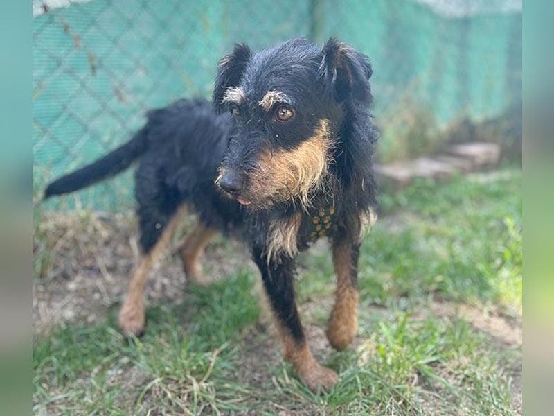 kleine Terrier-Hündin KARMEN - 2 Jahre, 39cm/9kg