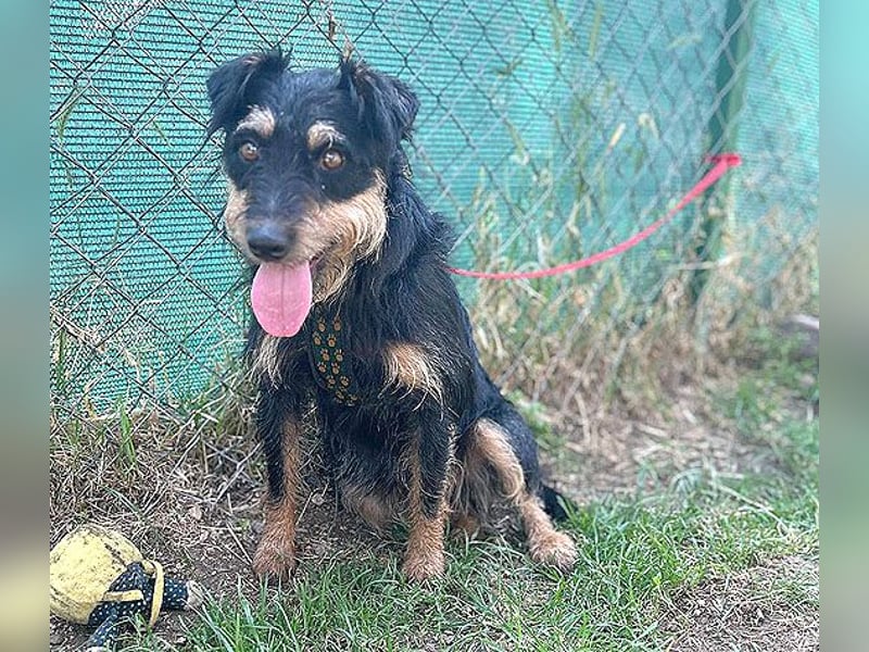 kleine Terrier-Hündin KARMEN - 2 Jahre, 39cm/9kg