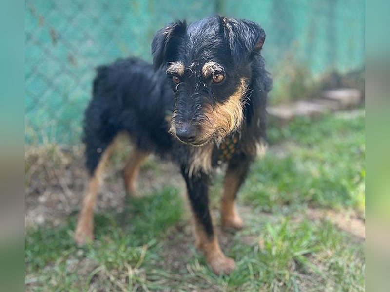 kleine Terrier-Hündin KARMEN - 2 Jahre, 39cm/9kg