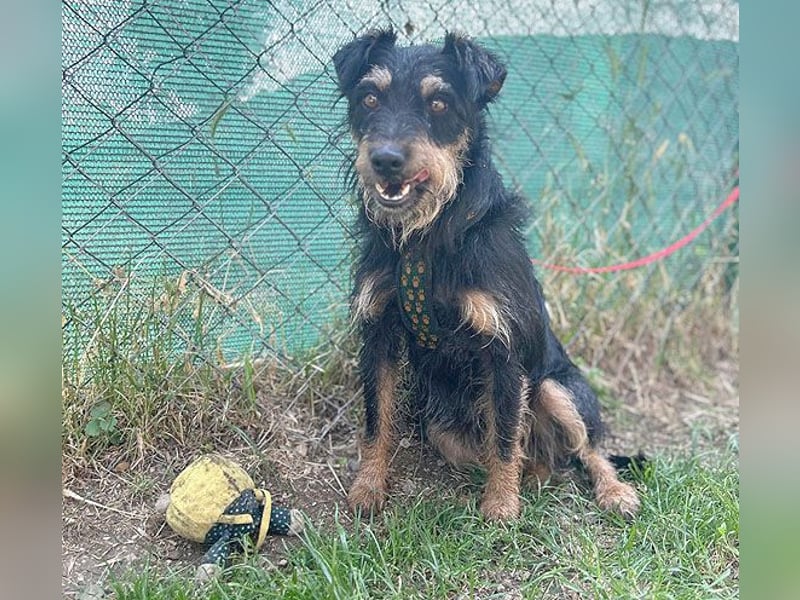 kleine Terrier-Hündin KARMEN - 2 Jahre, 39cm/9kg