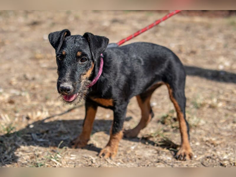 Junghündin, Welpe, Deutscher Jagdterrier Hündin Penny Lane sucht....