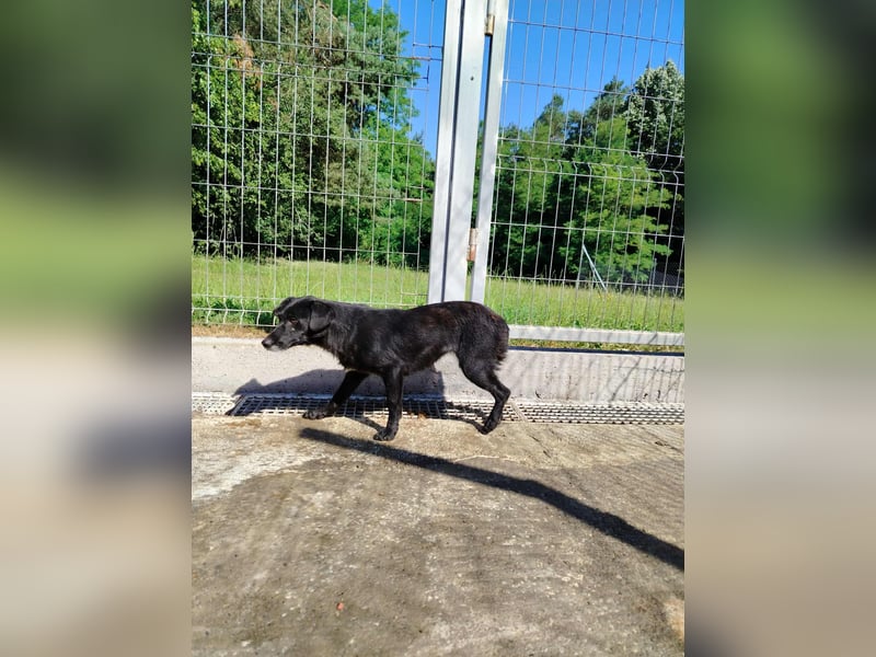 zierliche kleine Terrier Mischlings Hündin Lilly sucht ein Zuhause oder PS