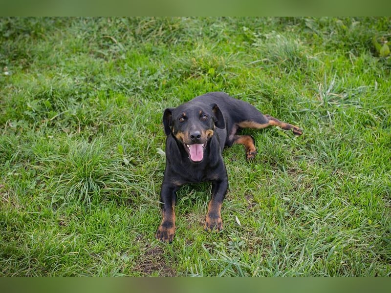 ROCCO - ich freue mich auf tolle Abenteuer mit meinen Menschen!