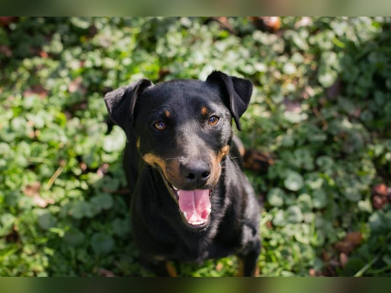 ROCCO - ich freue mich auf tolle Abenteuer mit meinen Menschen!