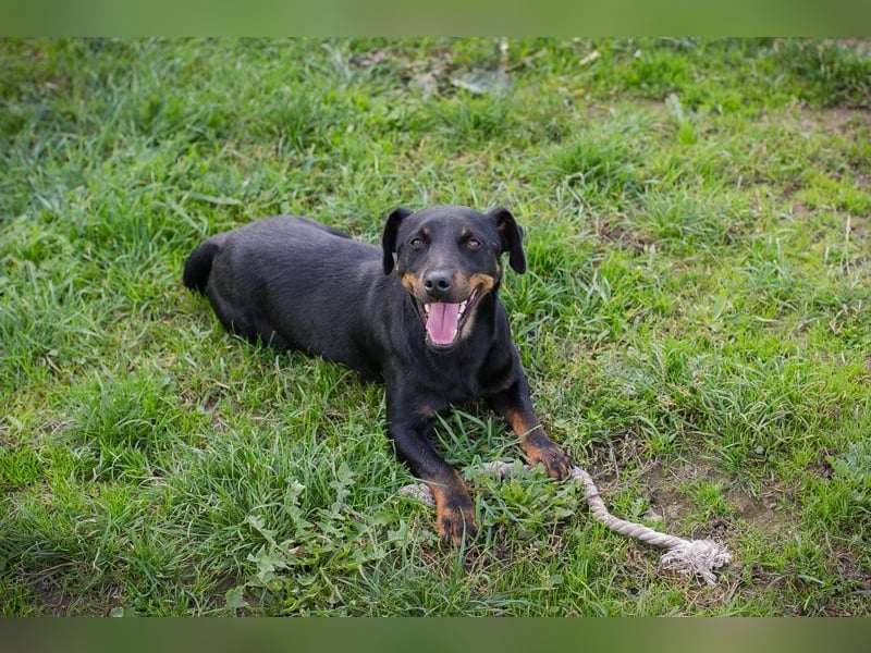 ROCCO - ich freue mich auf tolle Abenteuer mit meinen Menschen!