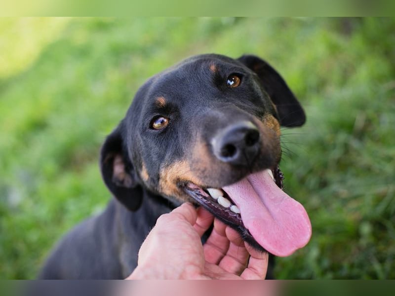 ROCCO - ich freue mich auf tolle Abenteuer mit meinen Menschen!