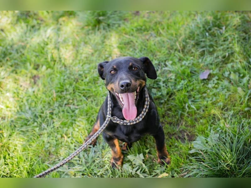 ROCCO - ich freue mich auf tolle Abenteuer mit meinen Menschen!