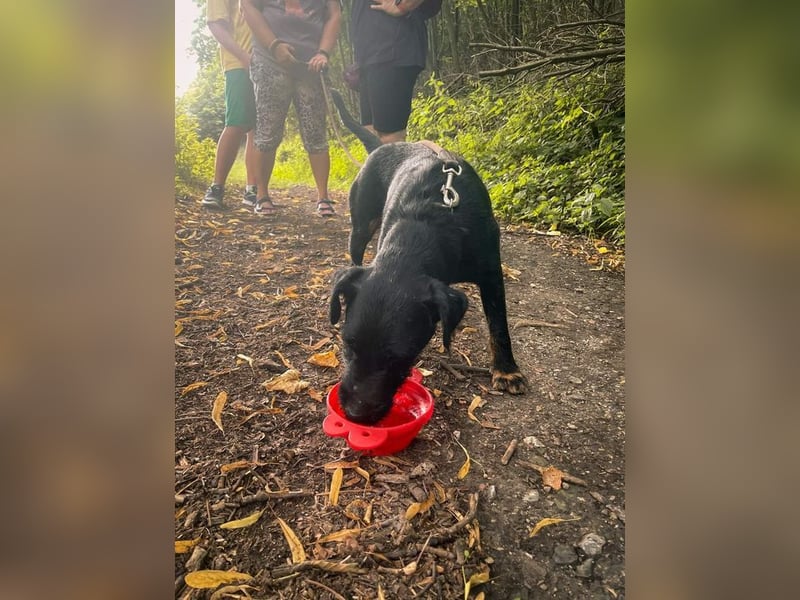 Jagdterrier Struppi - hier suchen wir sehr hundeerfahrene Menschen