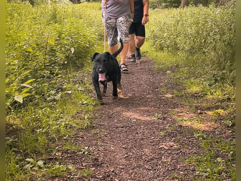Jagdterrier Struppi - hier suchen wir sehr hundeerfahrene Menschen