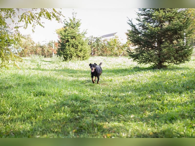 ROCCO - ich freue mich auf tolle Abenteuer mit meinen Menschen!