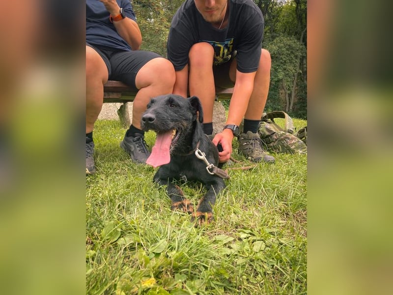 Jagdterrier Struppi - hier suchen wir sehr hundeerfahrene Menschen