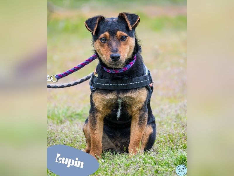 Lupin  SI - verträglich, freundlich 