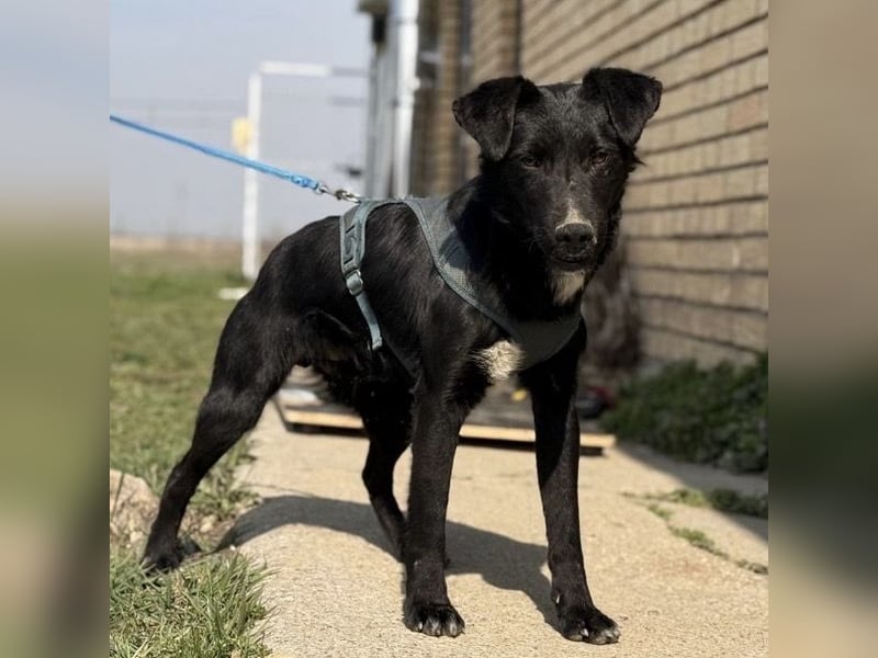 Mars - unsichtbar im Tierheim