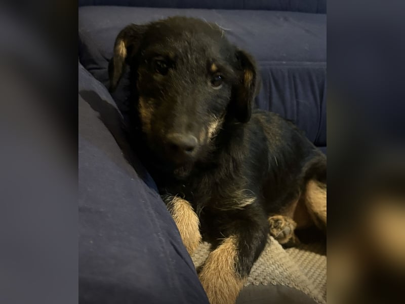 Harley ein kleiner liebevoller Bub