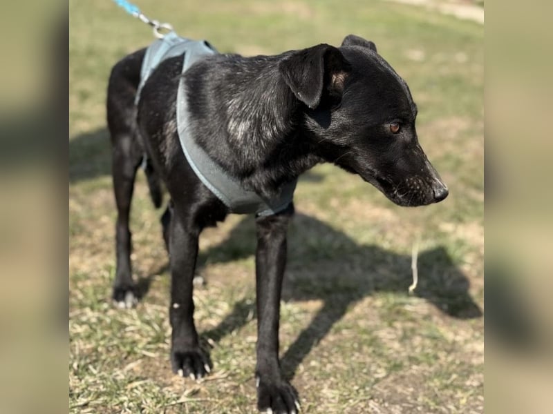 Arwen - unsichtbar in Tierheim