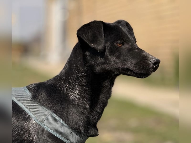 Arwen - unsichtbar in Tierheim