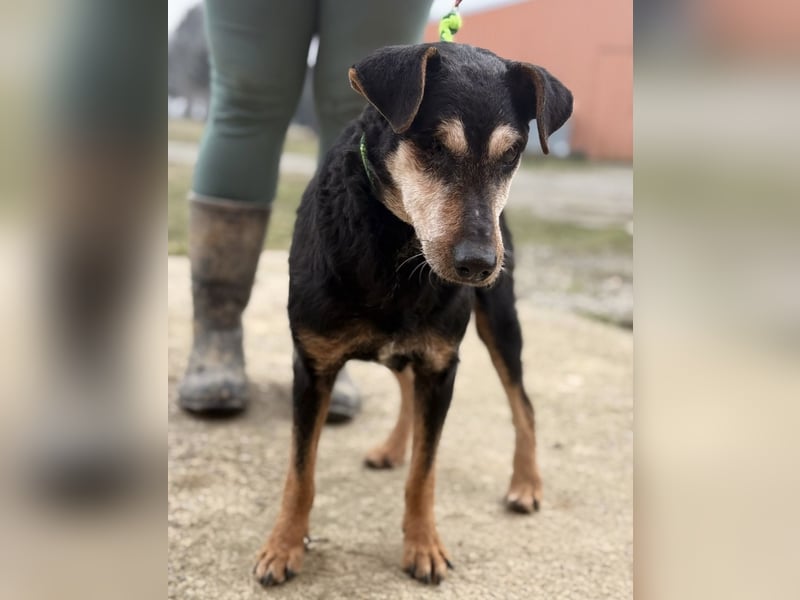 Lujka - Gnadenplatz gesucht