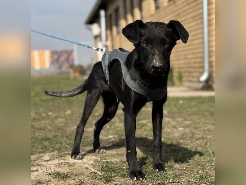 Arwen - unsichtbar in Tierheim