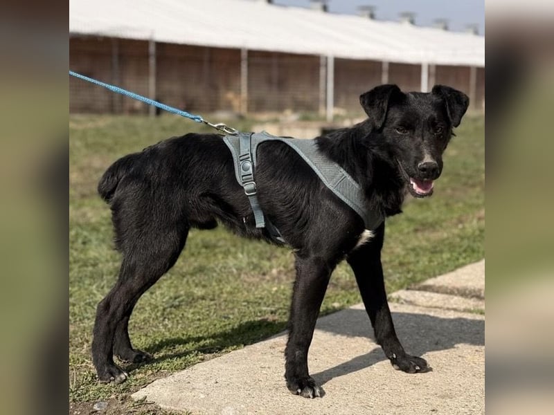 Mars - unsichtbar im Tierheim