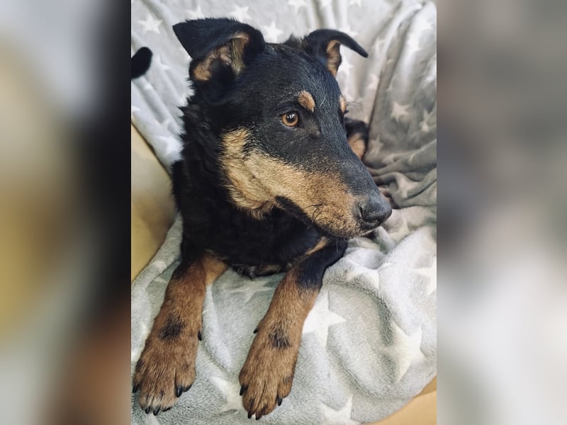 Fibio ein absoluter Schatz