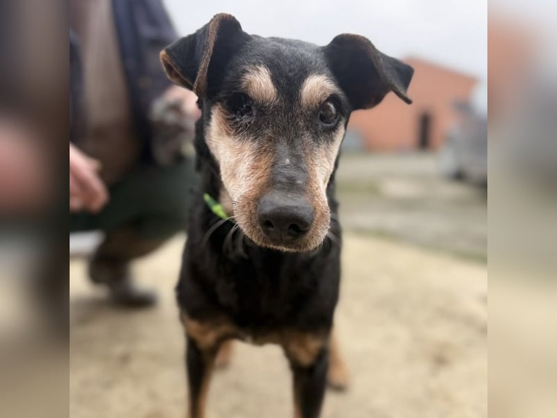 Lujka - Gnadenplatz gesucht