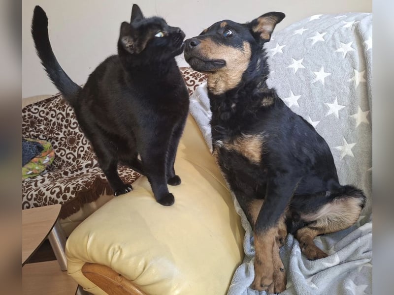 Fibio ein absoluter Schatz