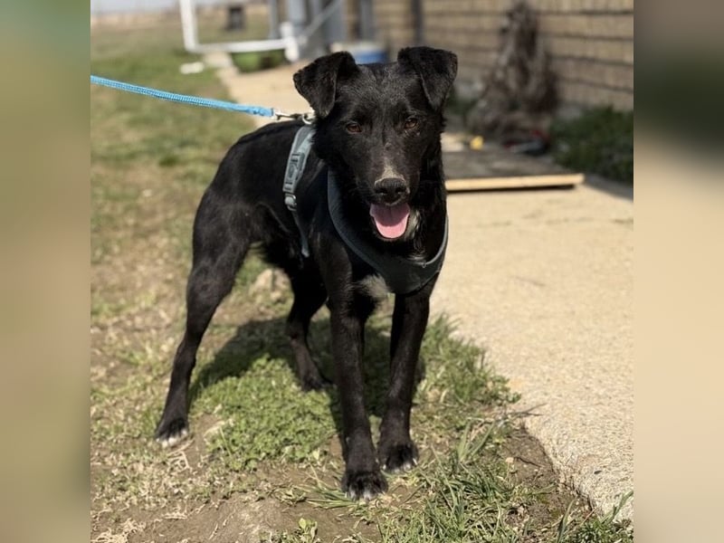 Mars - unsichtbar im Tierheim