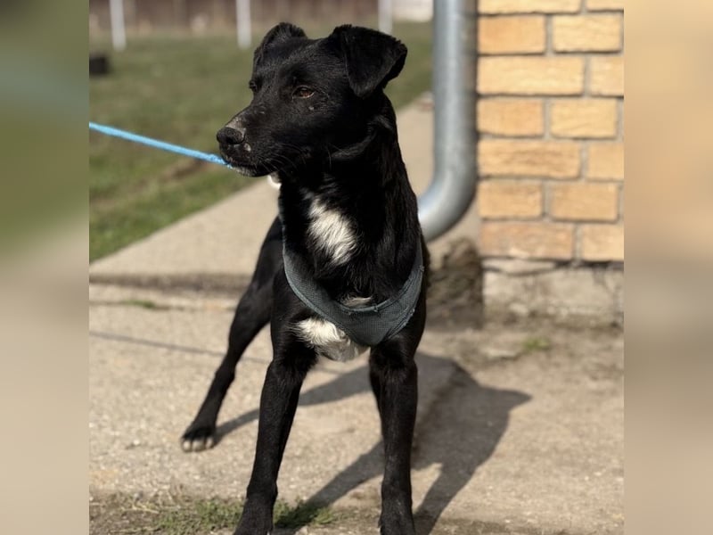 Mars - unsichtbar im Tierheim