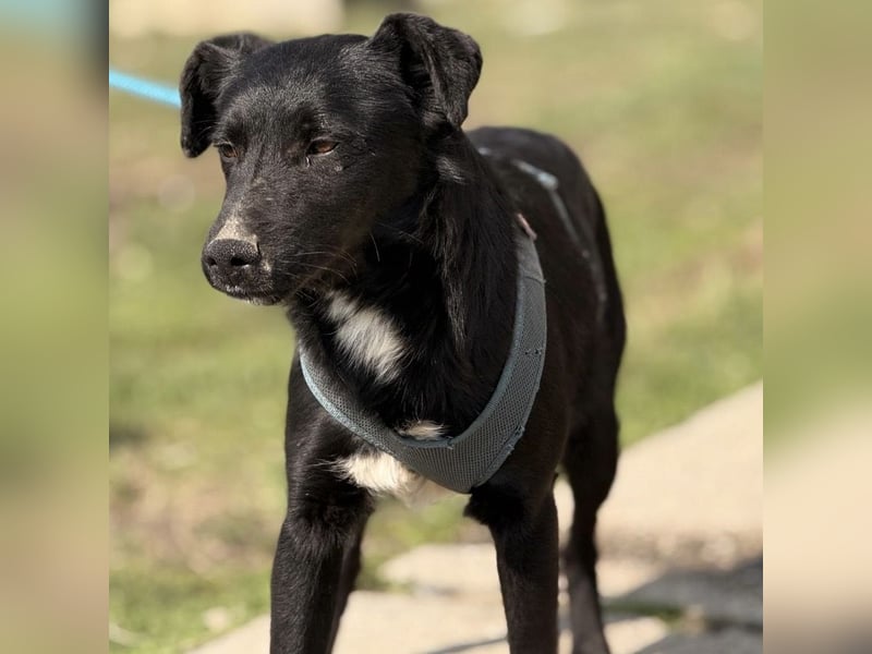 Mars - unsichtbar im Tierheim