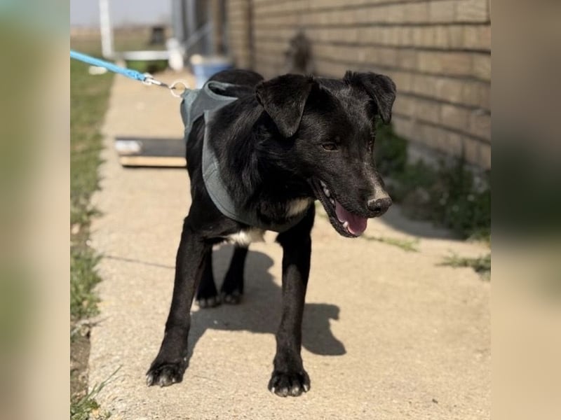 Mars - unsichtbar im Tierheim