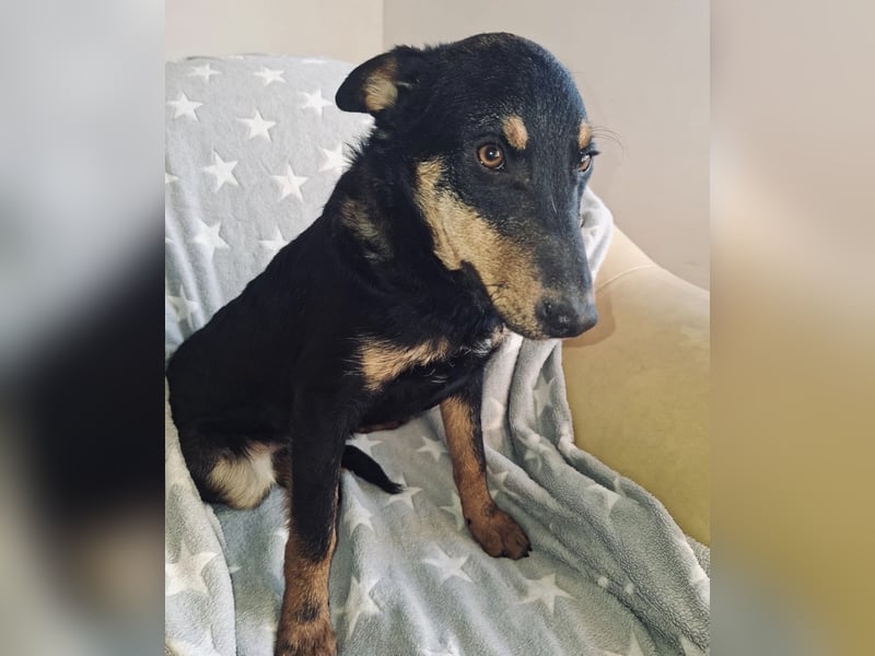 Fibio ein absoluter Schatz