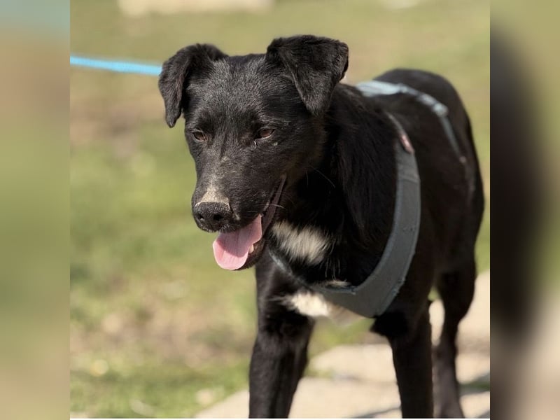 Mars - unsichtbar im Tierheim