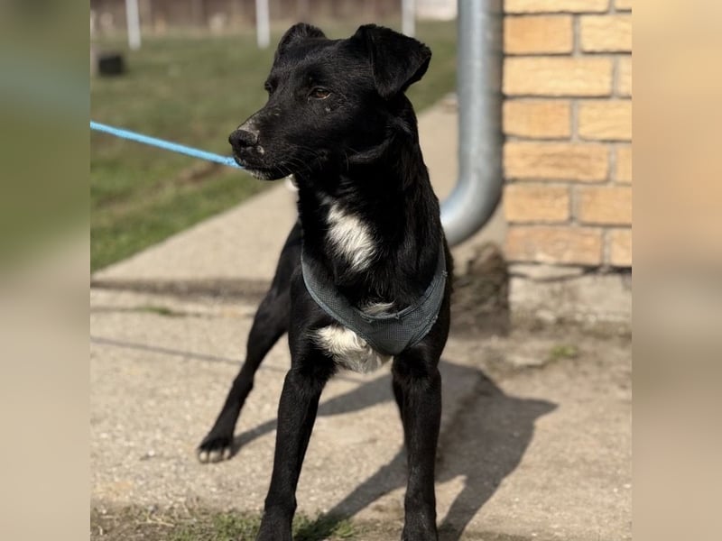 Mars - unsichtbar im Tierheim