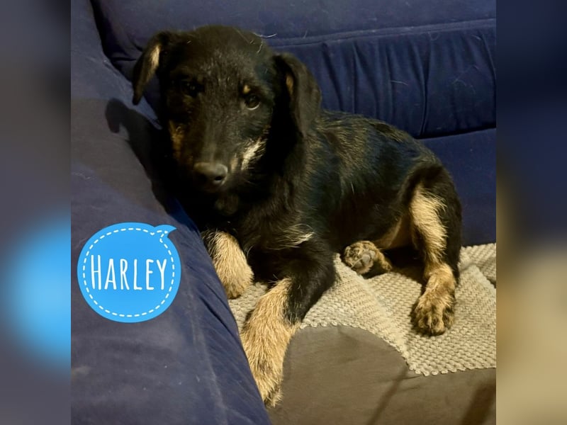 Harley ein kleiner liebevoller Bub